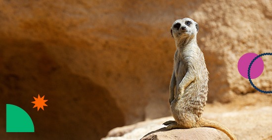 Estudia el curso de auxiliar veterinario y cuidador de animales de zoológico acreditado