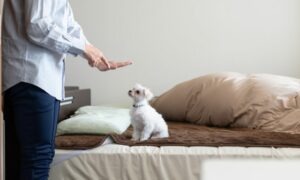 Descubre cómo adiestrar a un cachorro, las órdenes básicas esenciales y consejos para lograr los mejores resultados.